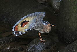 Sunbittern