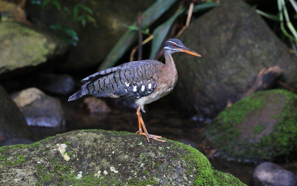 Sunbittern