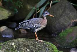 Sunbittern