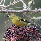 Chardonneret à ventre jaune