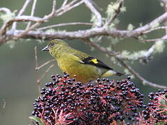 Yellow-bellied Siskin