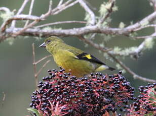 Chardonneret à ventre jaune