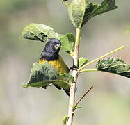 Yellow-bellied Siskin