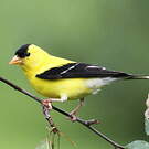 Chardonneret jaune