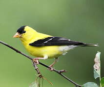 American Goldfinch