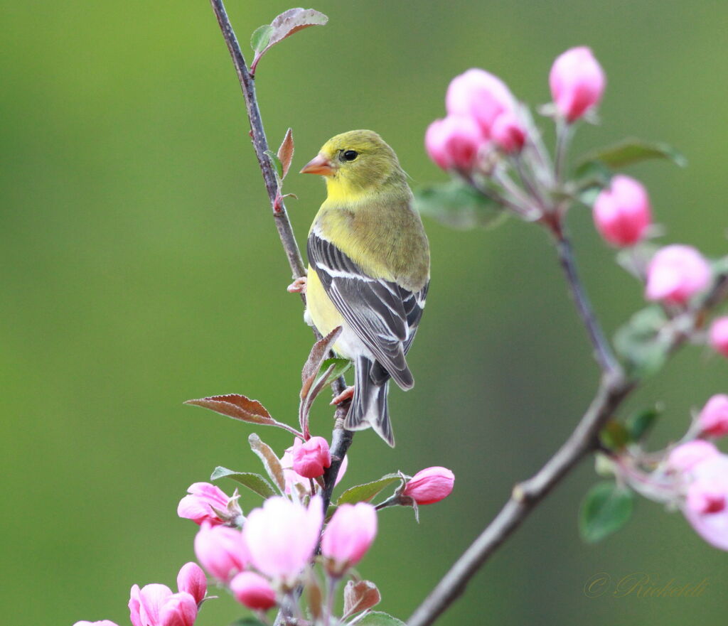 Chardonneret jaune femelle