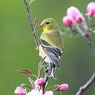 Chardonneret jaune
