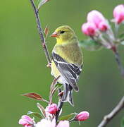 Chardonneret jaune