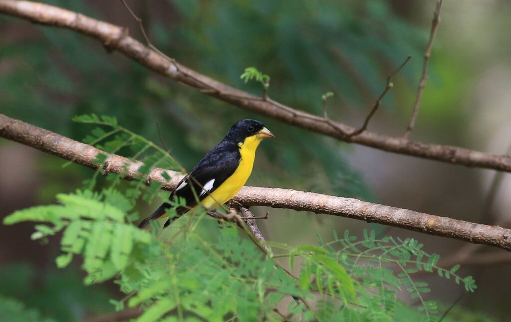 Lesser Goldfinch