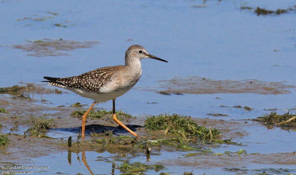 Lesser Yellowlegsjuvenile, habitat, pigmentation