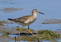 Lesser Yellowlegs