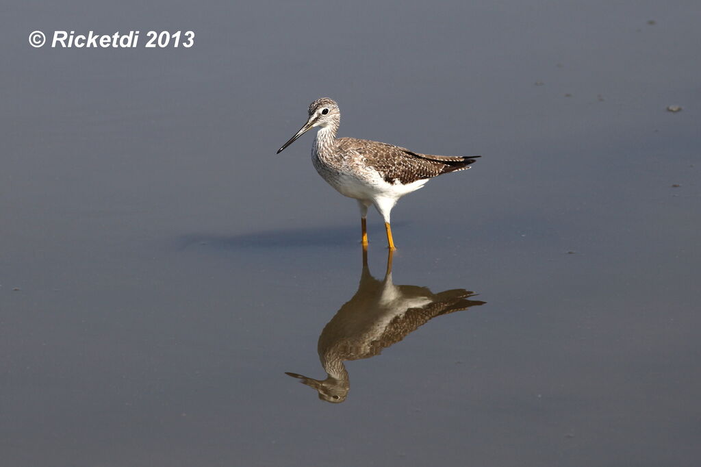 Greater Yellowlegs