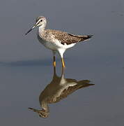 Greater Yellowlegs