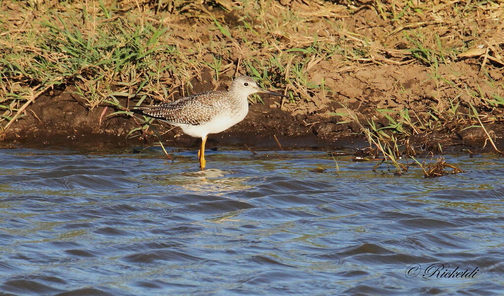 Greater Yellowlegs