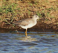 Greater Yellowlegs