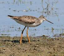 Greater Yellowlegs