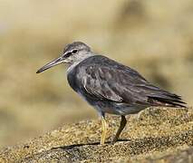 Wandering Tattler