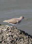 Spotted Sandpiper