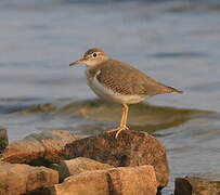 Spotted Sandpiper