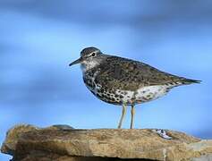 Spotted Sandpiper