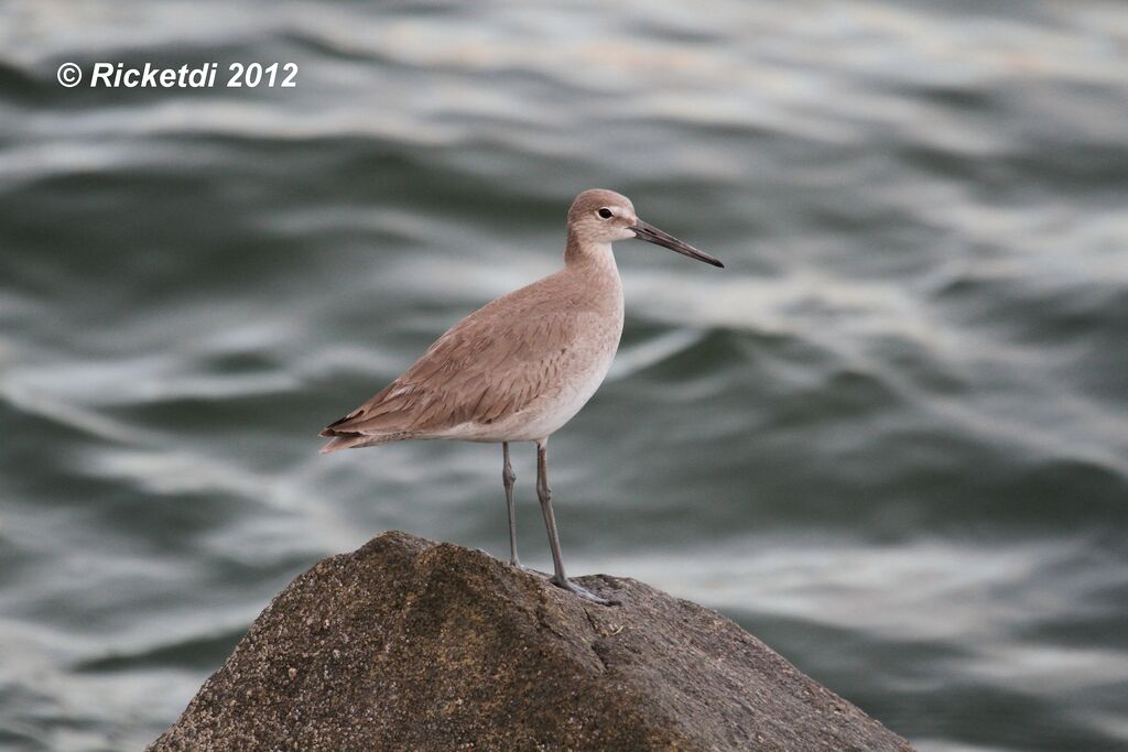 Willet