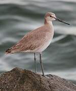 Willet