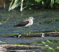 Solitary Sandpiper