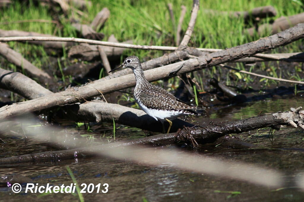 Solitary Sandpiper