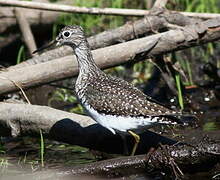 Solitary Sandpiper