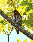 Ferruginous Pygmy Owl