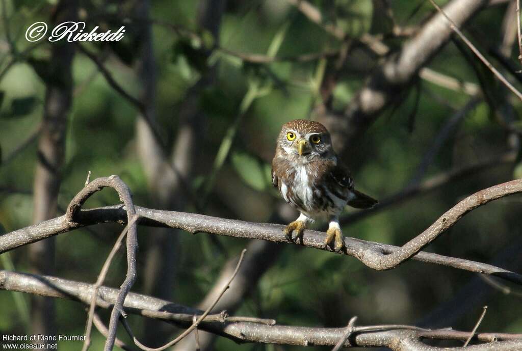 Ferruginous Pygmy Owladult