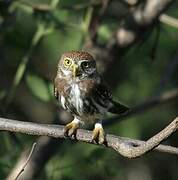 Ferruginous Pygmy Owl