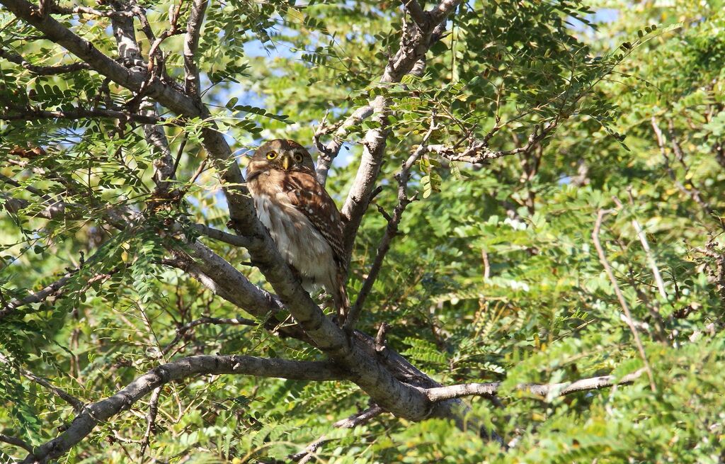 Ferruginous Pygmy Owl