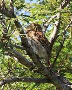 Ferruginous Pygmy Owl