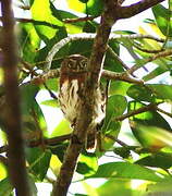 Colima Pygmy Owl