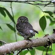 Cuban Pygmy Owl