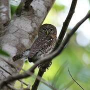 Cuban Pygmy Owl