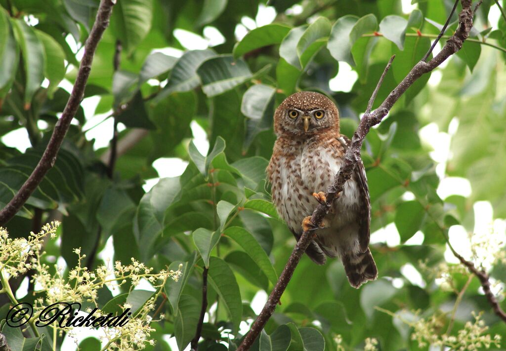 Cuban Pygmy Owl