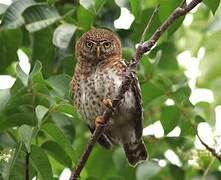 Cuban Pygmy Owl