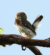 Cuban Pygmy Owl