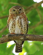 Cuban Pygmy Owl