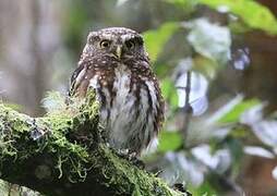 Andean Pygmy Owl