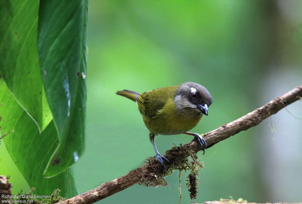 Common Chlorospingusadult