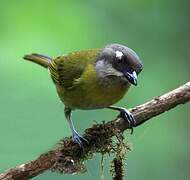 Common Bush Tanager