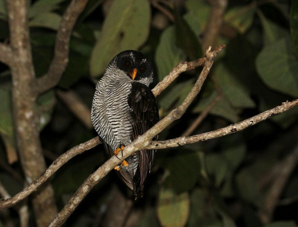 Black-and-white Owl