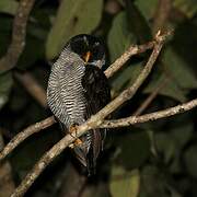 Black-and-white Owl