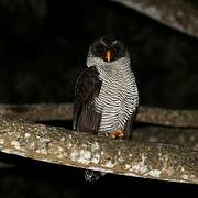 Black-and-white Owl