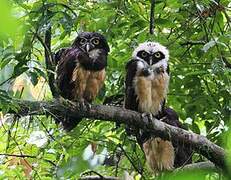 Spectacled Owl