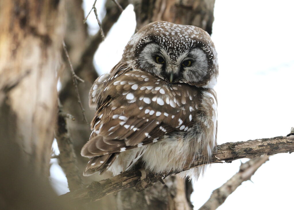 Boreal Owl