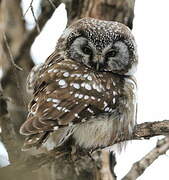 Boreal Owl